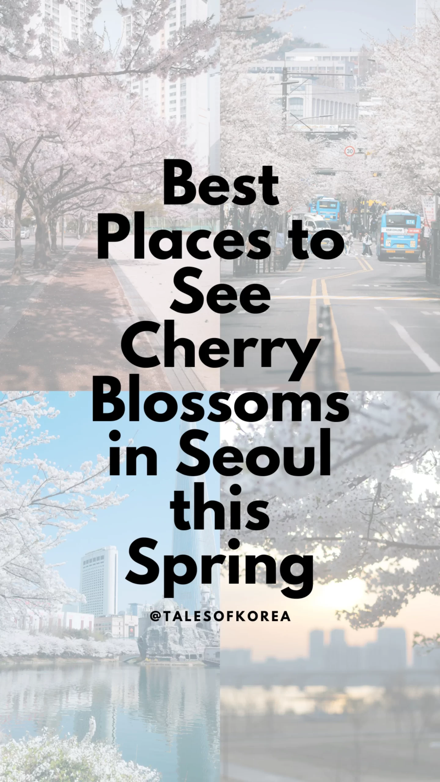 Best Places to See Cherry Blossoms in Seoul, South Korea this Spring 2026